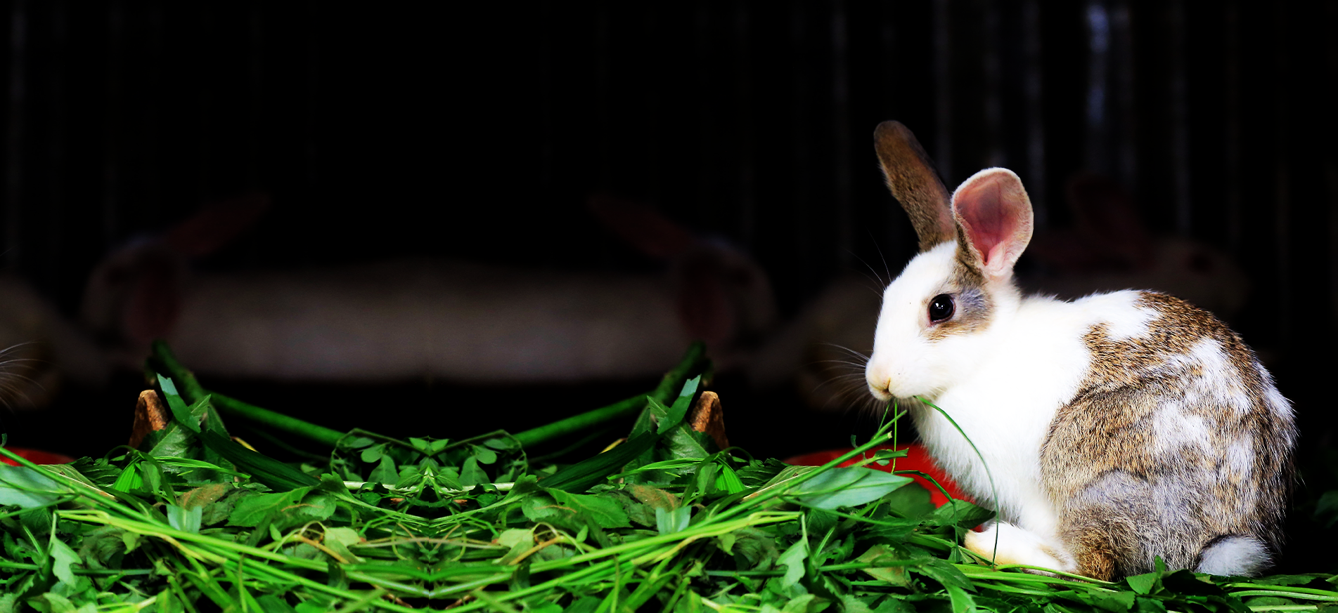 Rabbits at Sehar farm